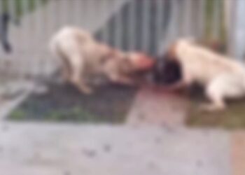 Cães soltos atacam mulheres  no bairro Granville