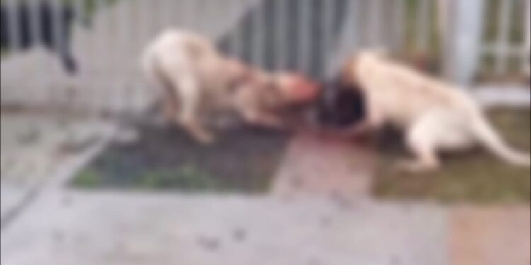 Cães soltos atacam mulheres  no bairro Granville