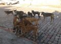 Matilha solta pelas ruas preocupa moradores e mobiliza setor de proteção animal em Frutal