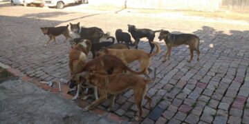 Matilha solta pelas ruas preocupa moradores e mobiliza setor de proteção animal em Frutal